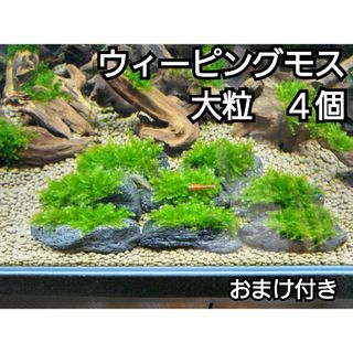 ADA ウィーピングモス　黒溶岩石4個(大粒)　おまけ付き(アクアリウム)