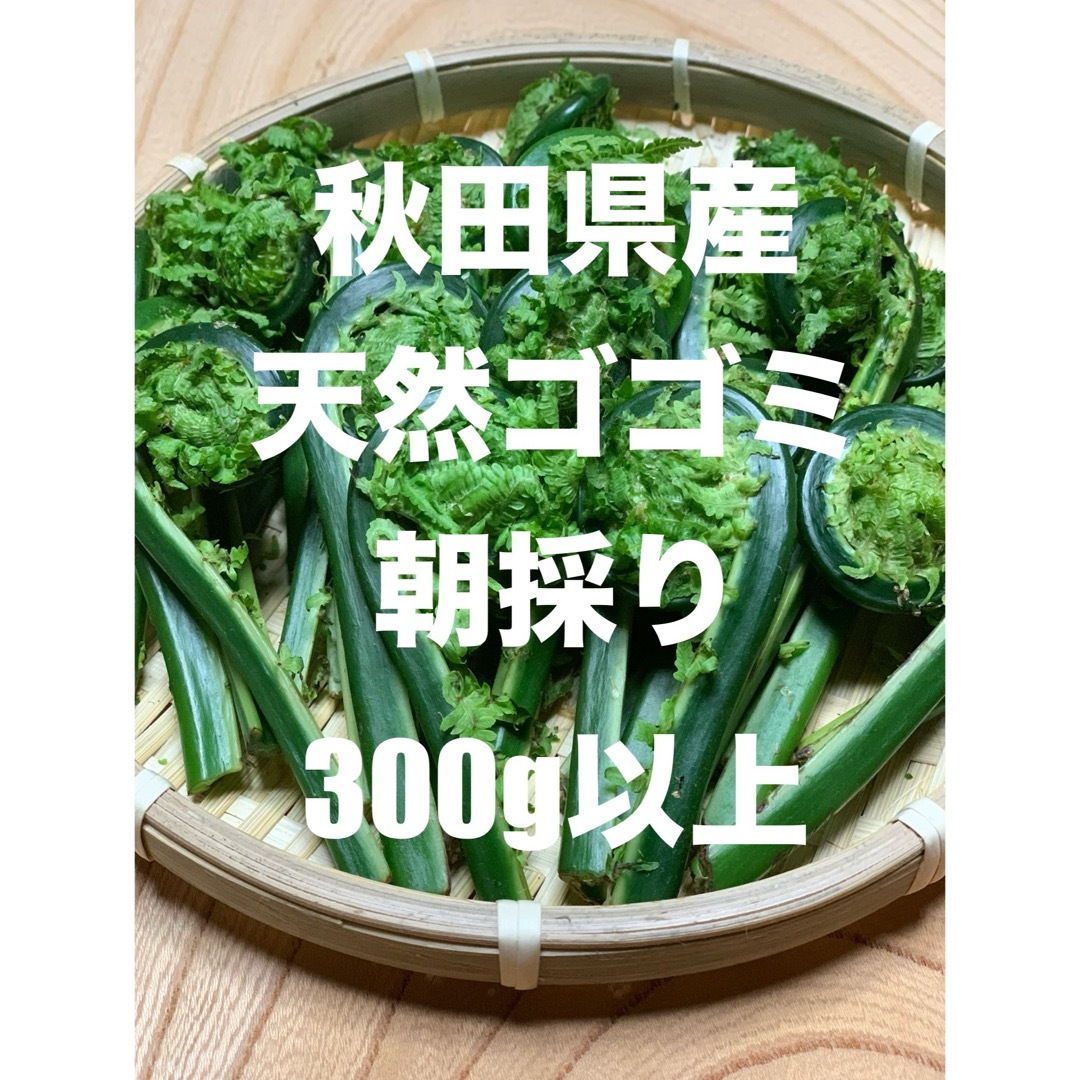 秋田県産　天然コゴミ 300g以上　朝採り 食品/飲料/酒の食品(野菜)の商品写真