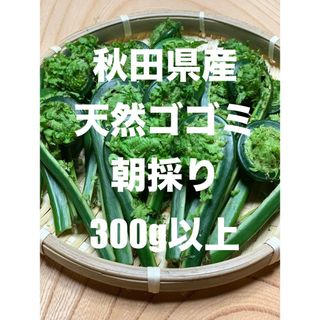 秋田県産　天然コゴミ 300g以上　朝採り