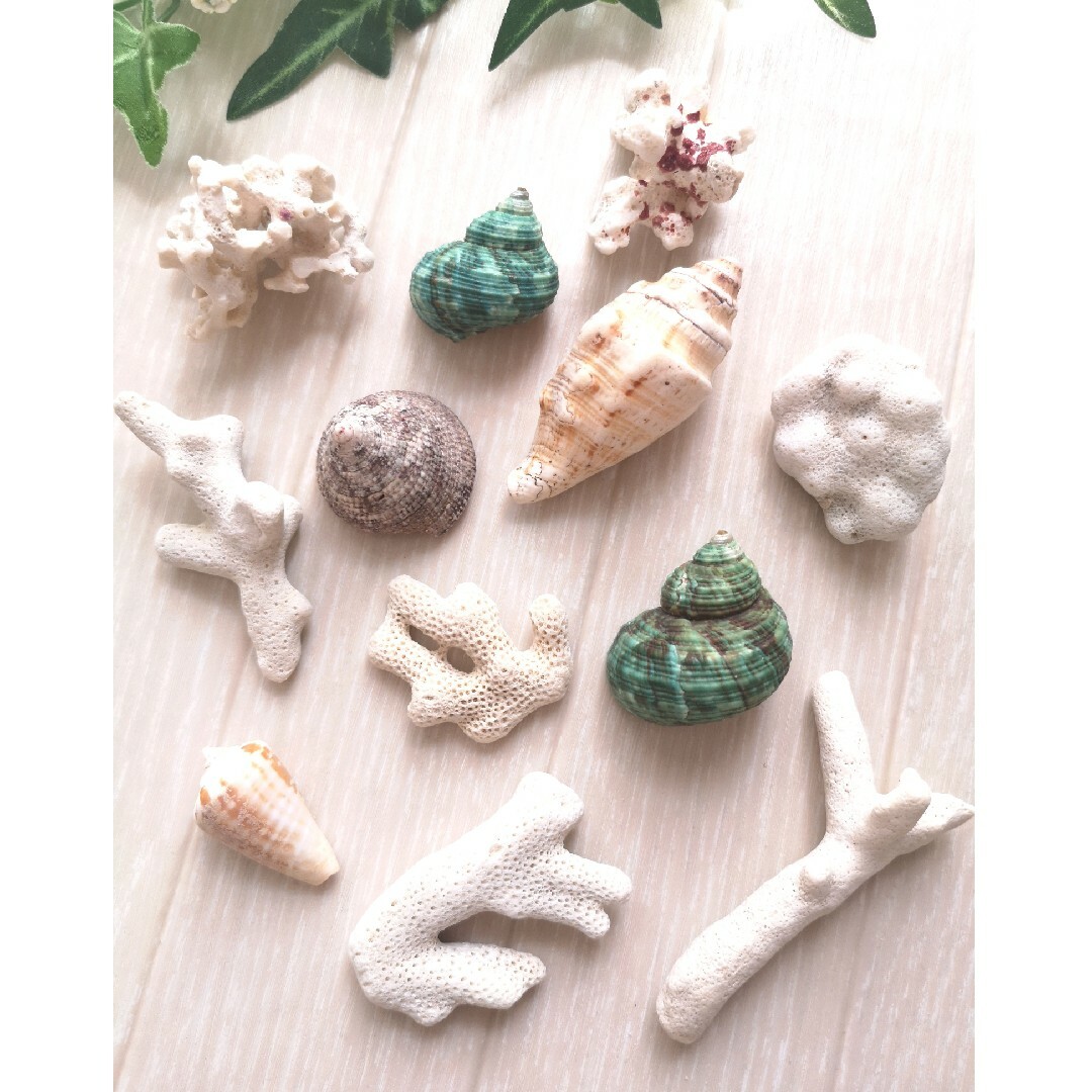 ☆天然 珊瑚＆貝殻☆ ハンドメイドの素材/材料(各種パーツ)の商品写真
