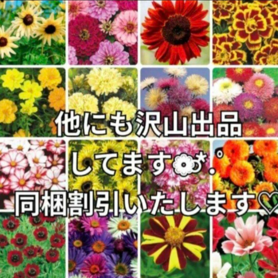 花の種 百日草《ジニア》 珍しい品種も♡ ミックス種 50粒 ハンドメイドのフラワー/ガーデン(その他)の商品写真