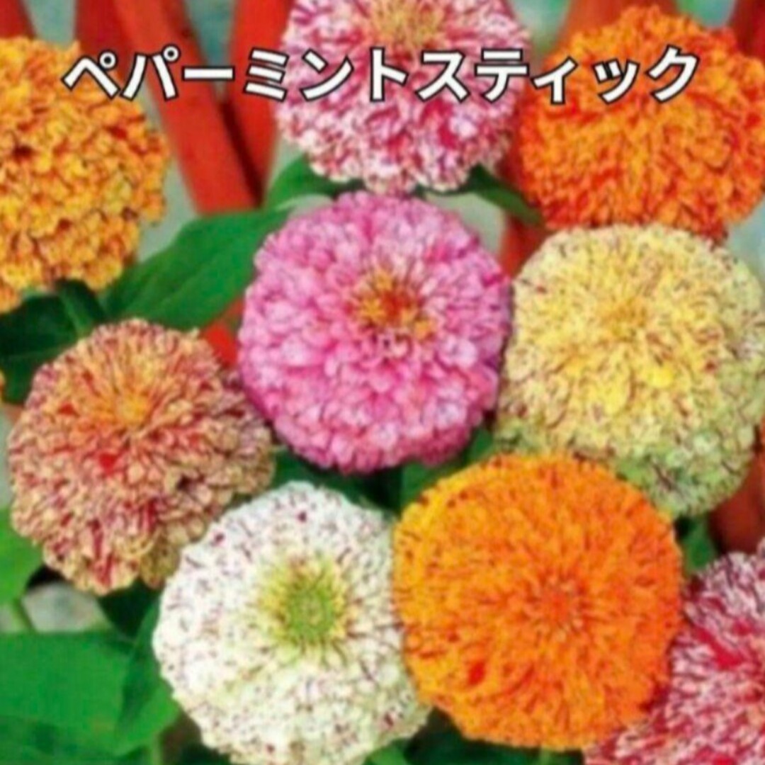 花の種 百日草《ジニア》 珍しい品種も♡ ミックス種 50粒 ハンドメイドのフラワー/ガーデン(その他)の商品写真