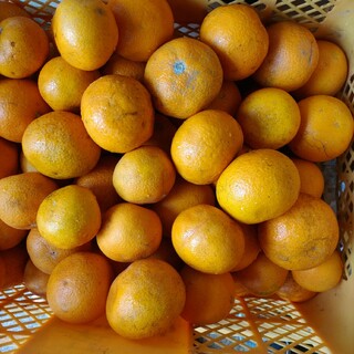 和歌山産柑橘類10kg詰め合わせ(フルーツ)