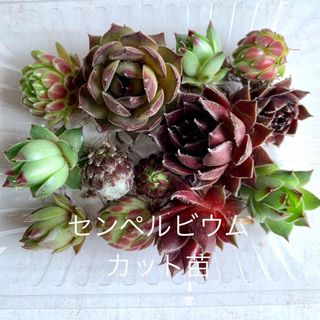 多肉植物センペルビウムカット苗