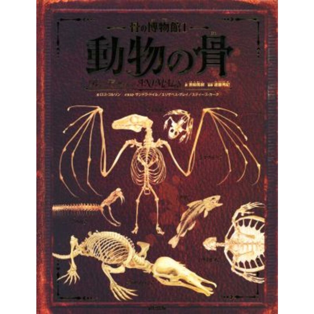 動物の骨 骨の博物館Ⅰ／遠藤秀紀,黒輪篤嗣 エンタメ/ホビーの本(科学/技術)の商品写真