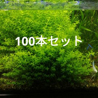 パールグラス　水中葉　100本セット