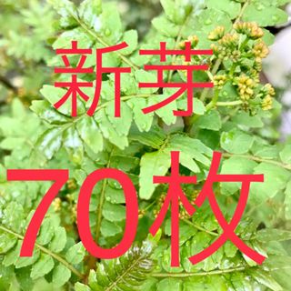 山椒の葉　木の芽　新芽　無農薬　70枚　ネコポスにて即日発送(野菜)