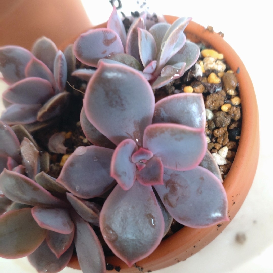 多肉植物 ダスティローズ葉挿し苗5点セットの通販 by マスター's 多肉植物 ダスティローズ葉挿し苗5点セットの通販 by マスター's