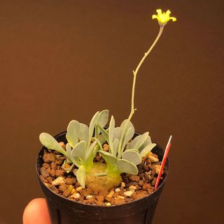 人気実生苗！　カカリオイデス　オトンナ  多肉植物　塊根植物(その他)