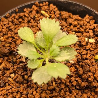 カロリヘンリキ　ペラルゴニウム　多肉植物　塊根植物　実生(その他)