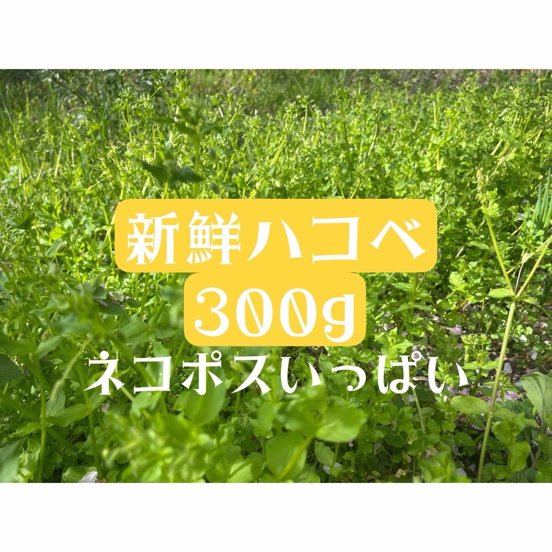 ハコベ　摘み菜　農薬不使用　ネコポス満タン　正味300g 新鮮　つぼみ付き その他のペット用品(鳥)の商品写真