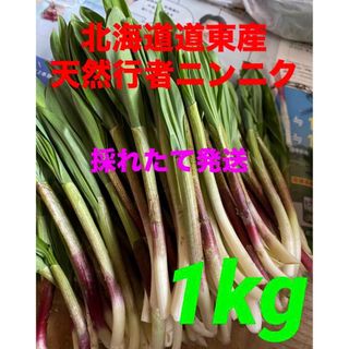 北海道道東産天然行者ニンニク　アイヌネギ(野菜)