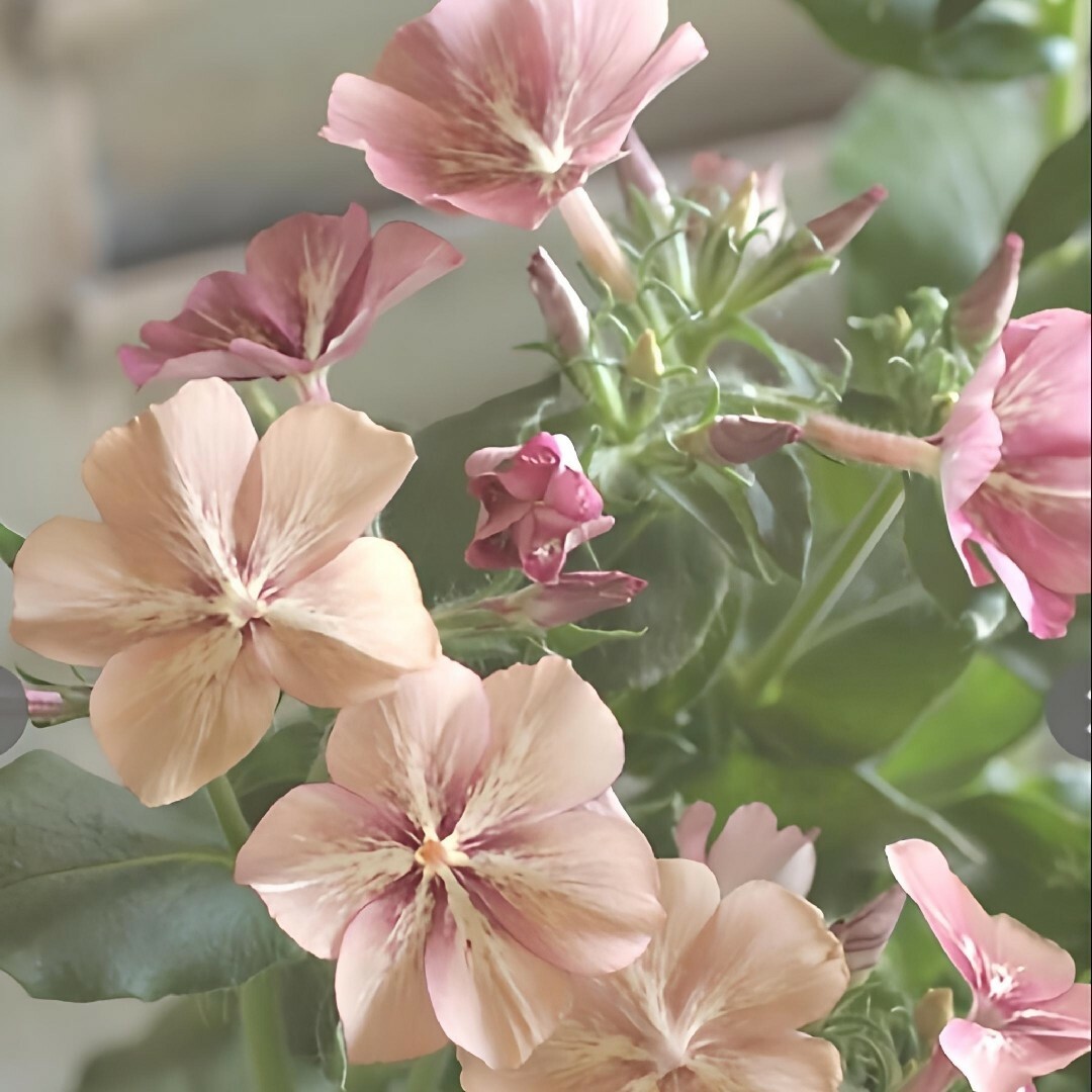 花の種 フロックスクリームブリュレ 20粒 優しい色 ハンドメイドのフラワー/ガーデン(その他)の商品写真