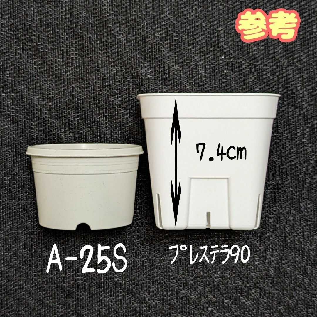 プラ鉢40個おまとめセット♪【A-25S・30S 各20個】プレステラ多肉植物 ハンドメイドのフラワー/ガーデン(プランター)の商品写真