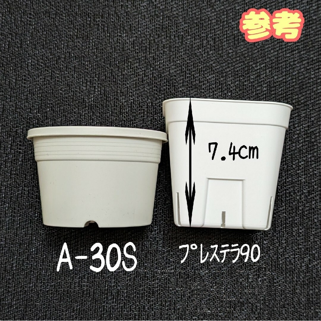 プラ鉢40個おまとめセット♪【A-25S・30S 各20個】プレステラ多肉植物 ハンドメイドのフラワー/ガーデン(プランター)の商品写真