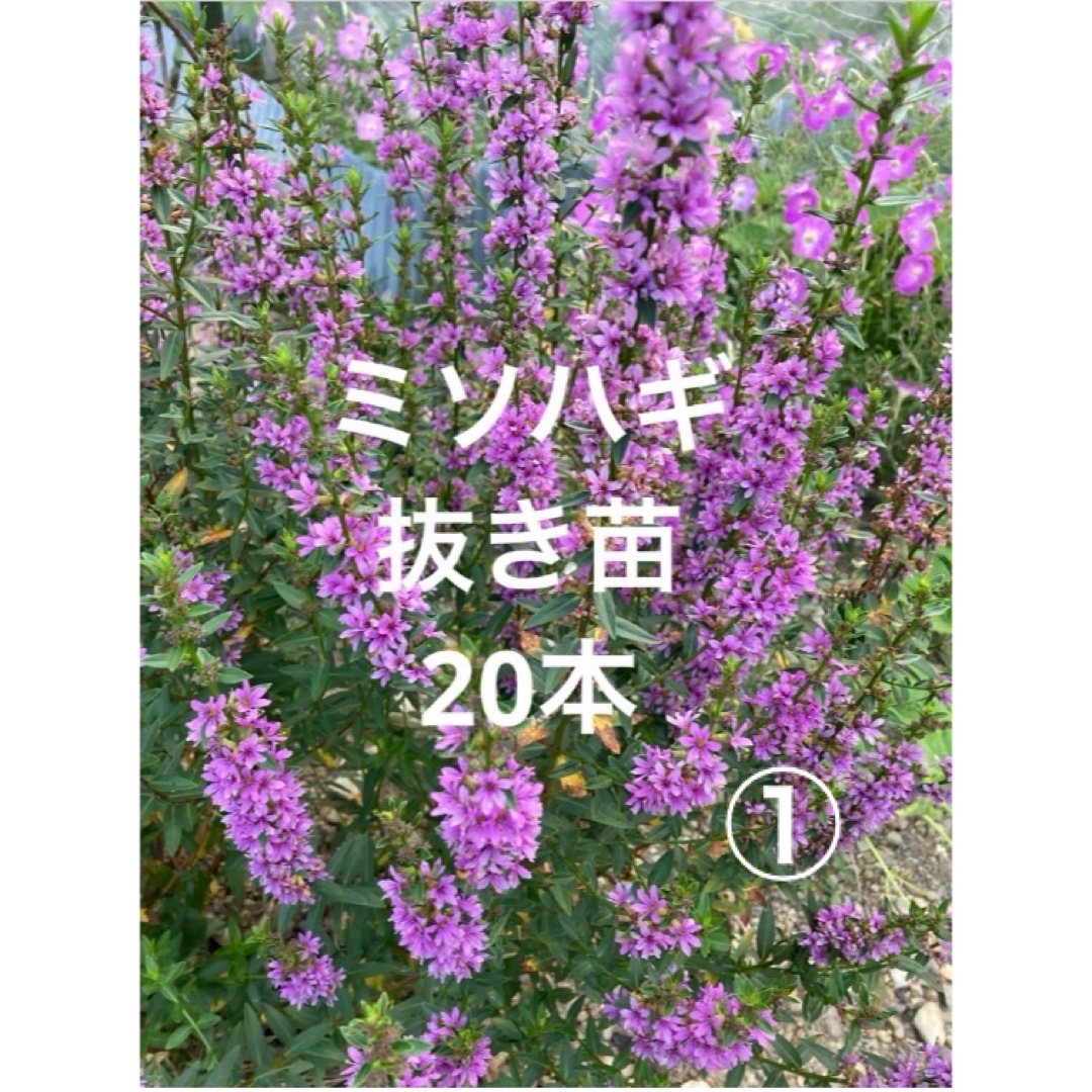 ミソハギ　ミソハギ苗　花　花苗　抜き苗　20本 ハンドメイドのフラワー/ガーデン(プランター)の商品写真