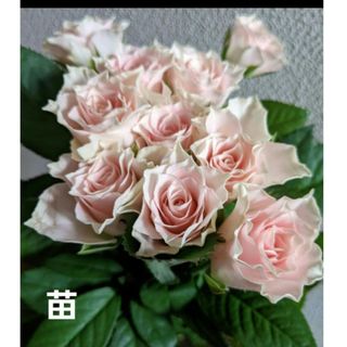 薔薇苗　フリル　波状　バラ　薄ピンク