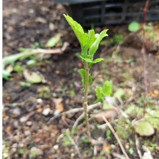 木槿の苗(プランター)