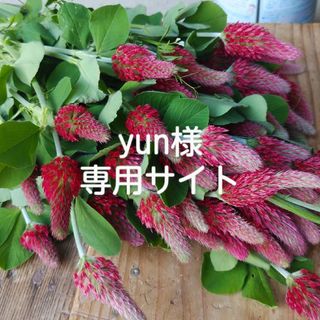 yun様専用サイト(ドライフラワー)