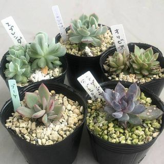 1 多肉植物 エケベリア 5個セット ブーケ センセプルプ オリビア