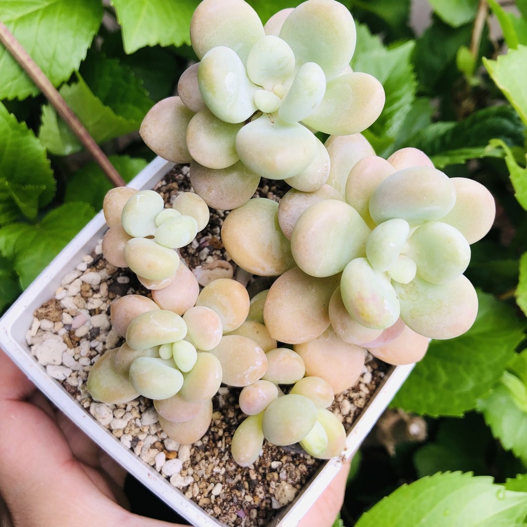 ピンクレジェンド 群生 5頭 発根済み エケベリア 多肉植物の通販 ピンクレジェンド 群生 5頭 発根済み エケベリア 多肉植物の通販
