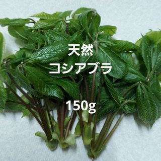 天然 山菜 コシアブラ 約150g(野菜)