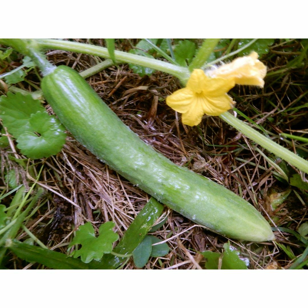 固定種 野菜種セット かぼちゃ・きゅうり・トマト・マクワウリ・小豆 食品/飲料/酒の食品(野菜)の商品写真