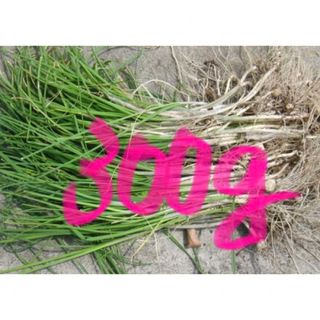 ノビル苗　300g 無農薬　山菜　山野草(その他)