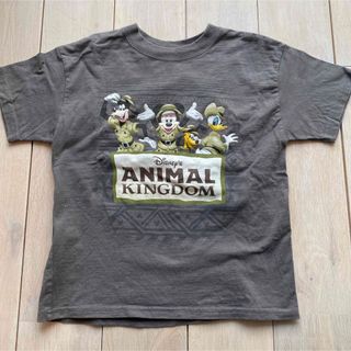 Disney - Disney ANIMAL KINGDOM キッズTシャツ