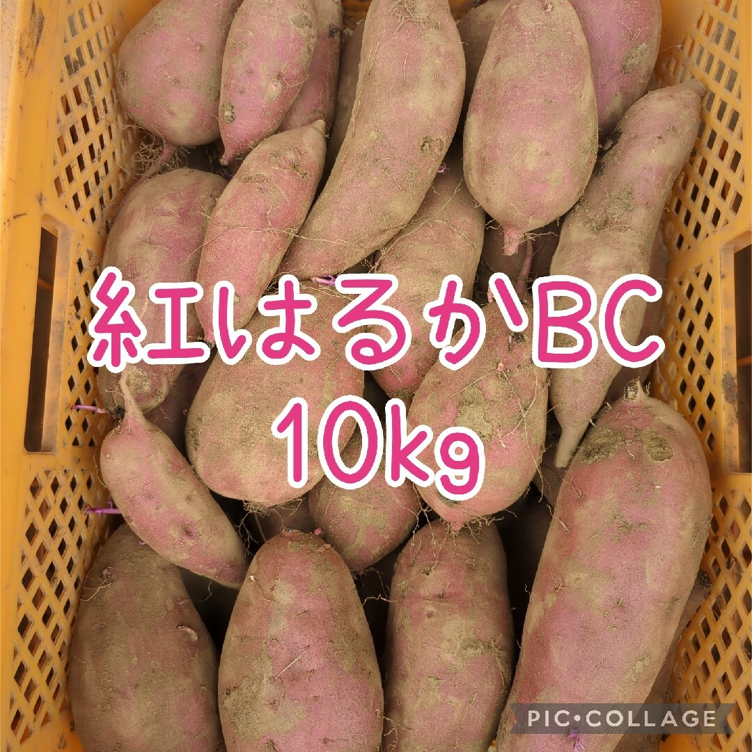 紅はるかBC10kg 食品/飲料/酒の食品(野菜)の商品写真