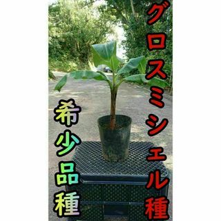 【バナナ苗】グロスミシェルの苗1本（中幹40cm前後）【家庭菜園】(フルーツ)