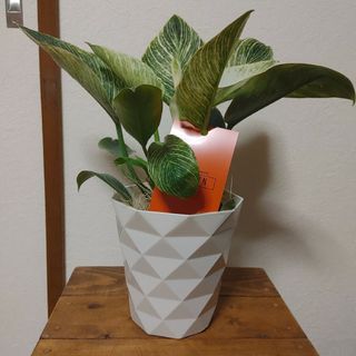 フィロデンドロンバーキン　観葉植物　プレゼント　風水　母の日　多肉植物　斑入り(その他)