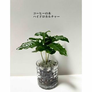 コーヒーの木　ハイドロカルチャー　観葉植物(ドライフラワー)