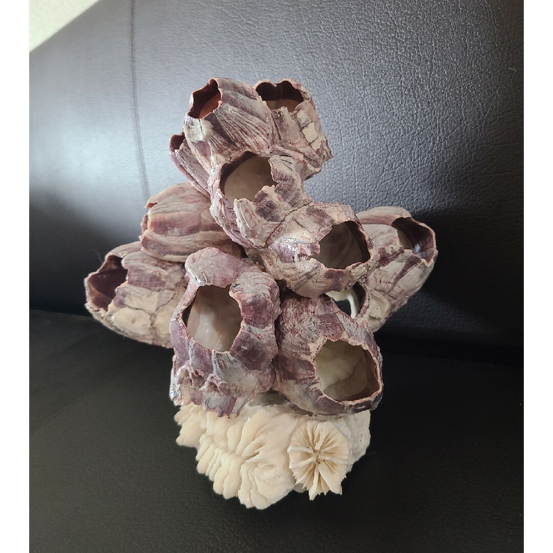 大きなふじつぼ&飾り珊瑚 その他のペット用品(アクアリウム)の商品写真