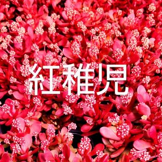 多肉植物  真っ赤な《 紅稚児》 抜き苗