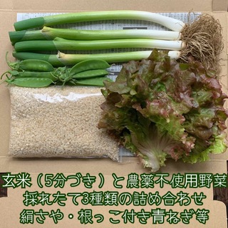 玄米（5分づき）と農薬不使用野菜＊採れたて3種類の詰め合わせ＊絹さや等＊ネコポス