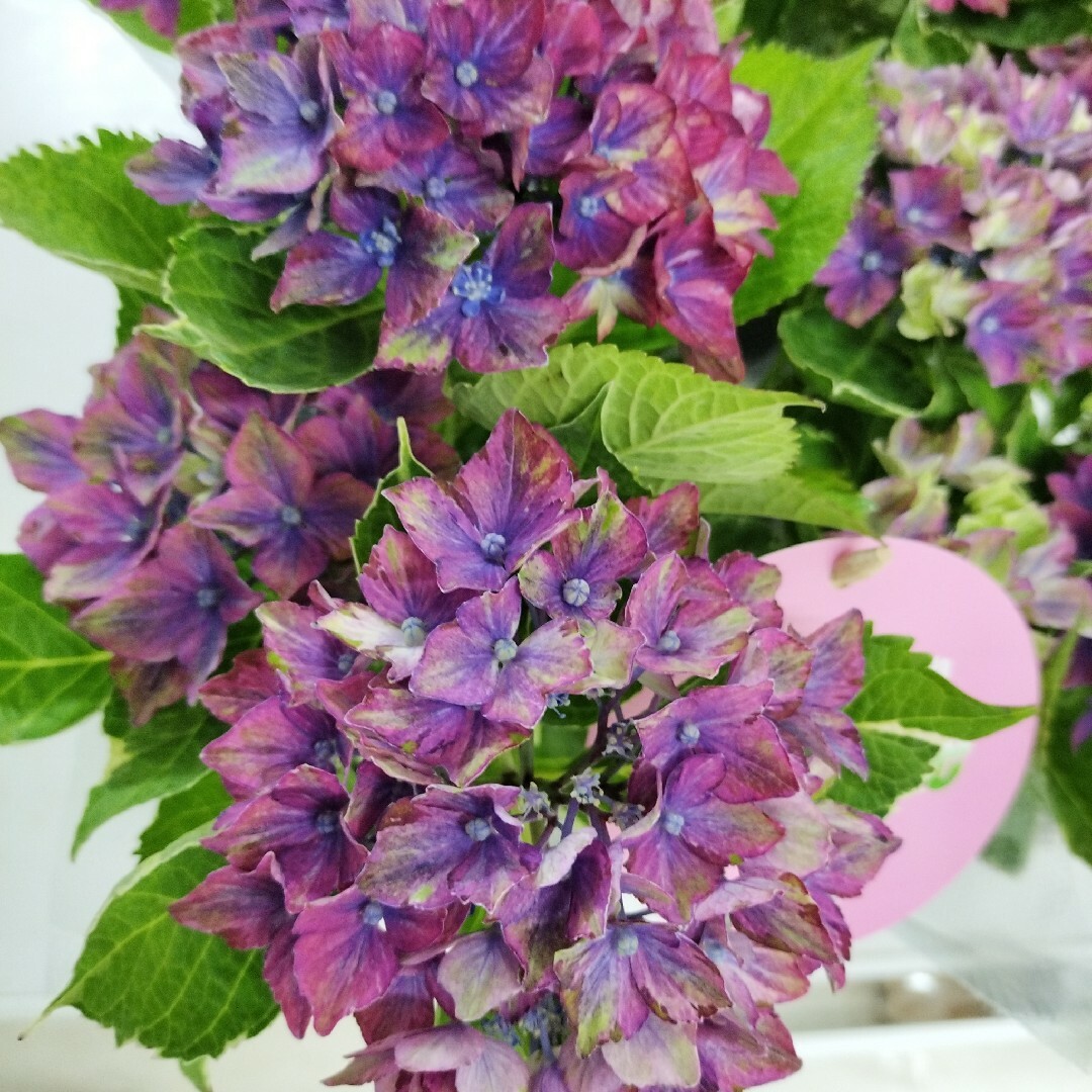 あじさい苗　あじさい　紫陽花　紫陽花苗　サプライズ　季節の花　アナベル ハンドメイドのフラワー/ガーデン(その他)の商品写真