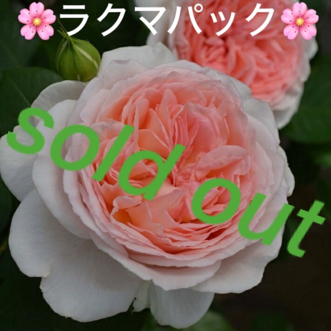 🌸sold out🌸《バラ苗　メルヘンツァウバー　蕾あり♪    四季咲き》 ハンドメイドのフラワー/ガーデン(その他)の商品写真