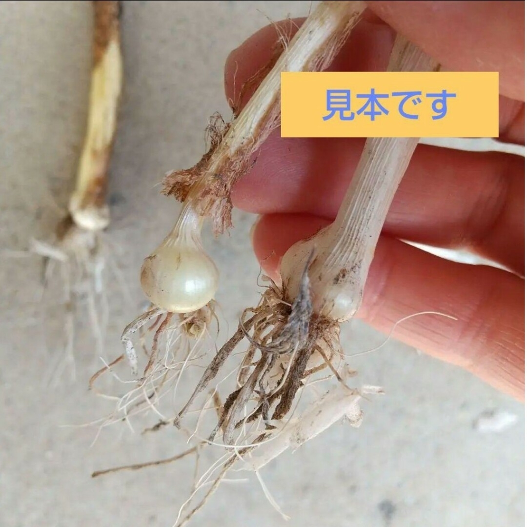 背の高い黄色いお花(^^;))) ハンドメイドのフラワー/ガーデン(その他)の商品写真