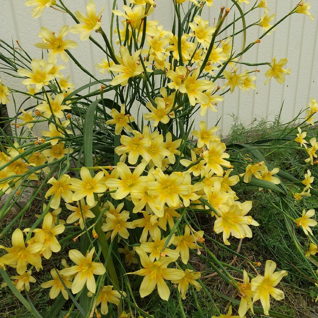 背の高い黄色いお花(^^;))) ハンドメイドのフラワー/ガーデン(その他)の商品写真