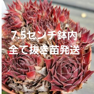 多肉植物　センペルビウム　錦翠花　キンスイカ　7.5㎝鉢入り抜き苗発送(その他)