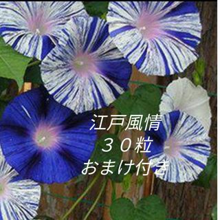 花の種　朝顔　江戸風情の種　おまけ付き