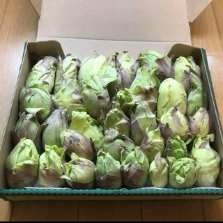 ふきのとう500グラム(野菜)
