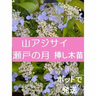 【ポットで発送】瀬戸の月 ヤマアジサイ　２０２３年挿し木苗　１ポット(その他)