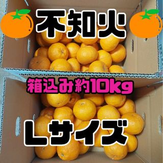 不知火 家庭用 箱込み約10kg 訳あり Lサイズ(フルーツ)