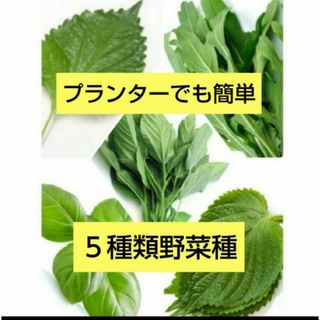 野菜種セットG(その他)