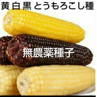 野菜　種　セット　トウモロコシ(その他)