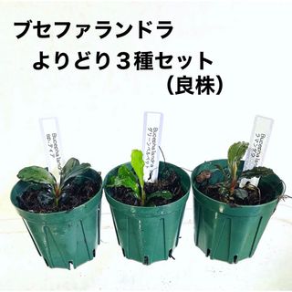 ◆ブセファランドラSP.よりどり3セット（良株） #ブセさかな屋 水草　クダカン(アクアリウム)