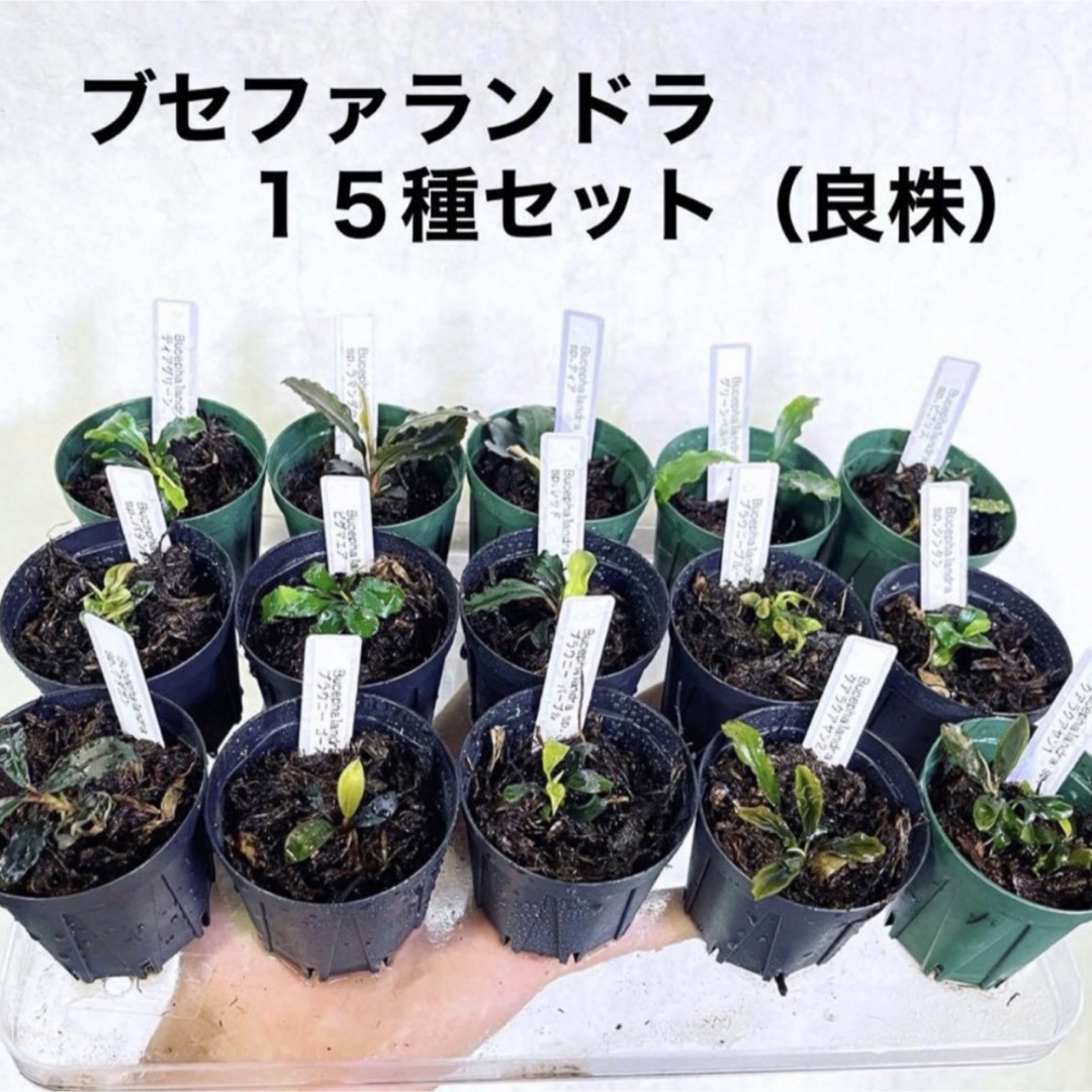 ◆ブセファランドラSP.よりどり5セット（良株） #ブセさかな屋 水草　クダカン その他のペット用品(アクアリウム)の商品写真