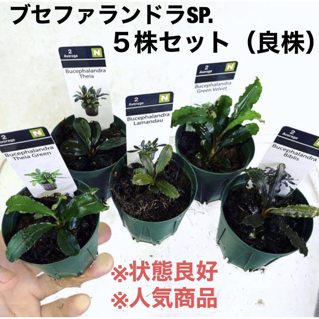 ◆ブセファランドラSP.よりどり5セット（良株） #ブセさかな屋 水草　クダカン その他のペット用品(アクアリウム)の商品写真